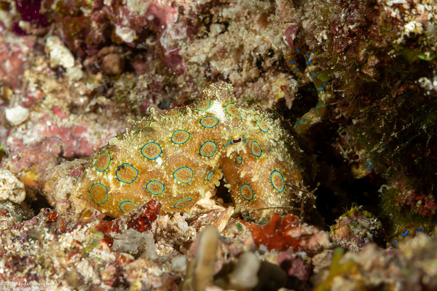 Hapalochlaena lunulata (Blue-Ringed Octopus)