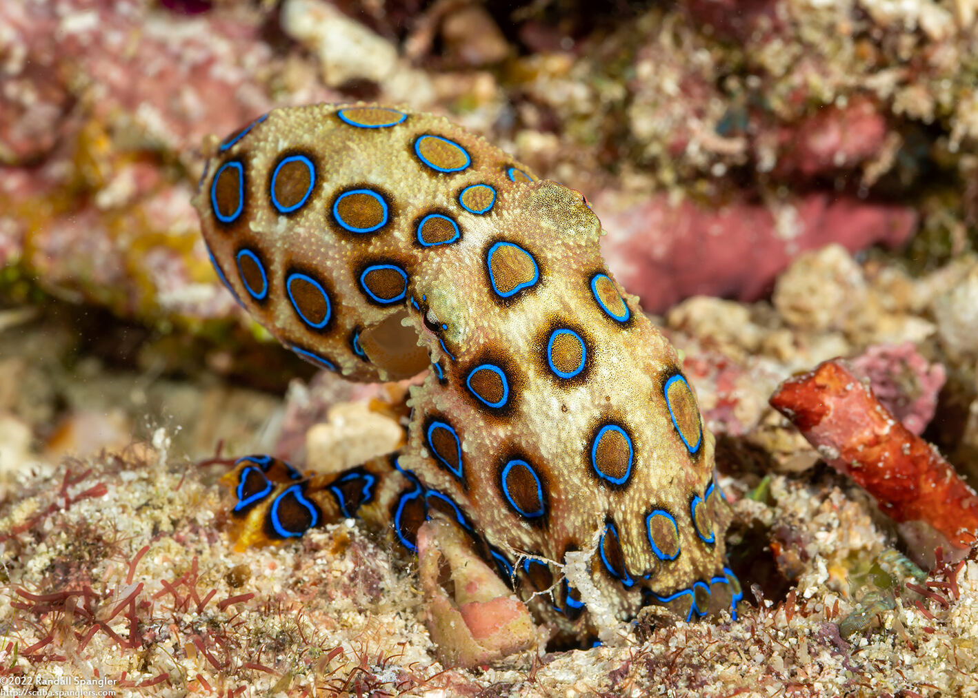 Hapalochlaena lunulata (Blue-Ringed Octopus)