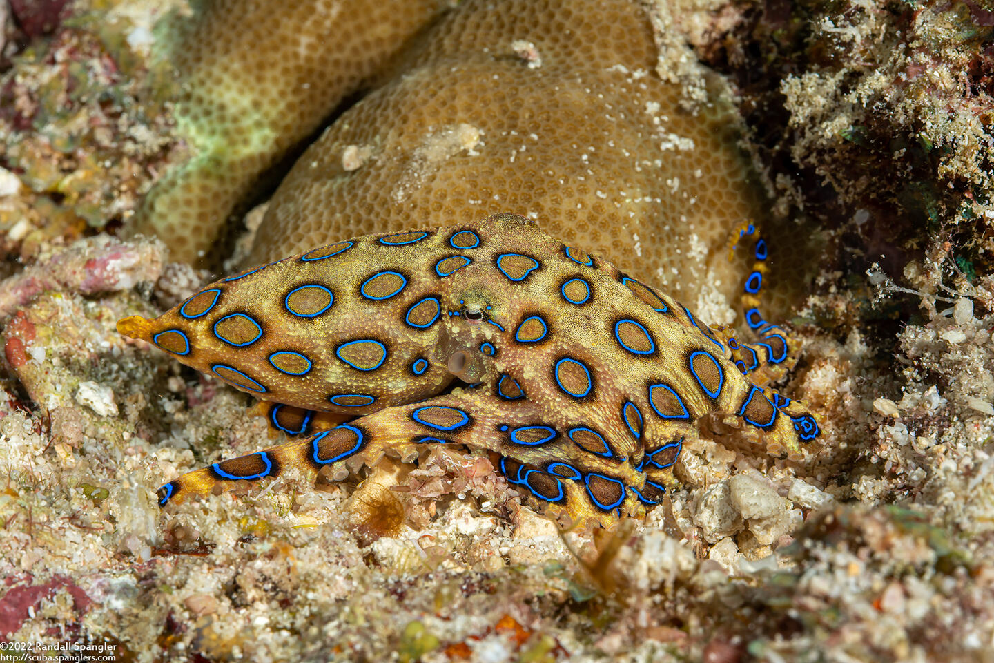 Hapalochlaena lunulata (Blue-Ringed Octopus)