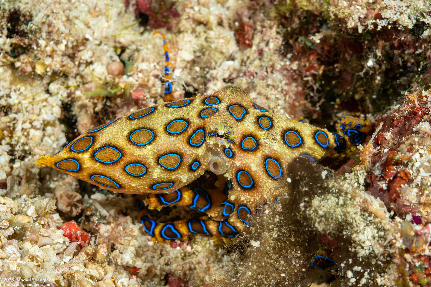 Hapalochlaena lunulata (Blue-Ringed Octopus)