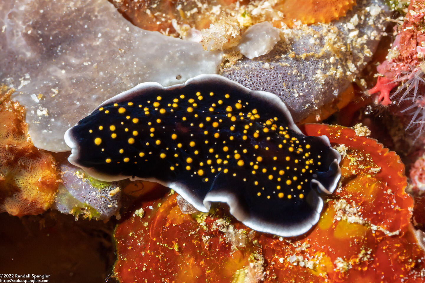 Thysanozoon nigropapillosum (Thysanozoon Nigropapillosum)