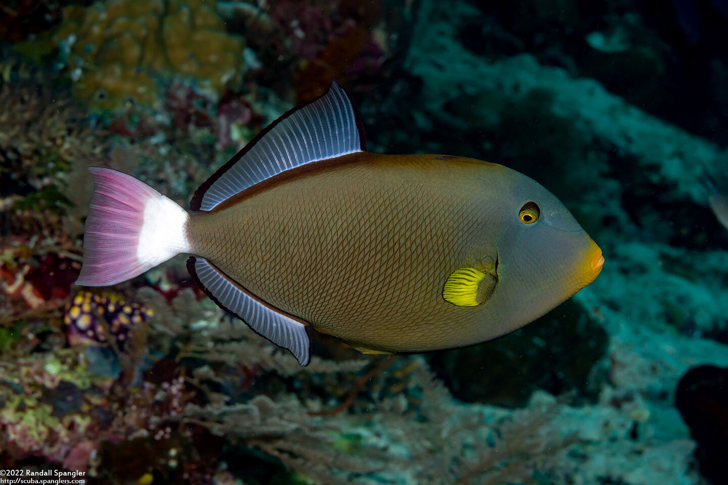 Melichthys vidua (Pinktail Triggerfish)