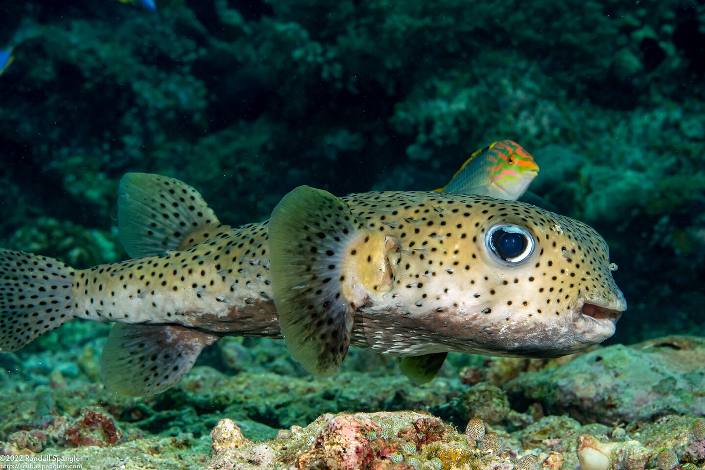 Diodon hystrix (Porcupinefish)