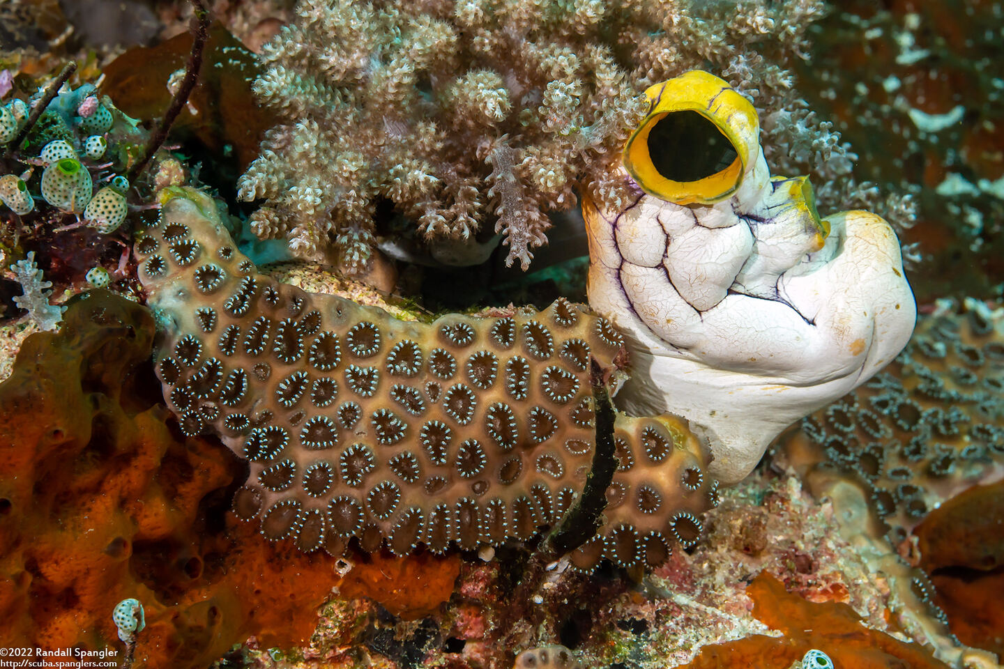 Palythoa tuberculosa (Sea Mat Zoanthid)