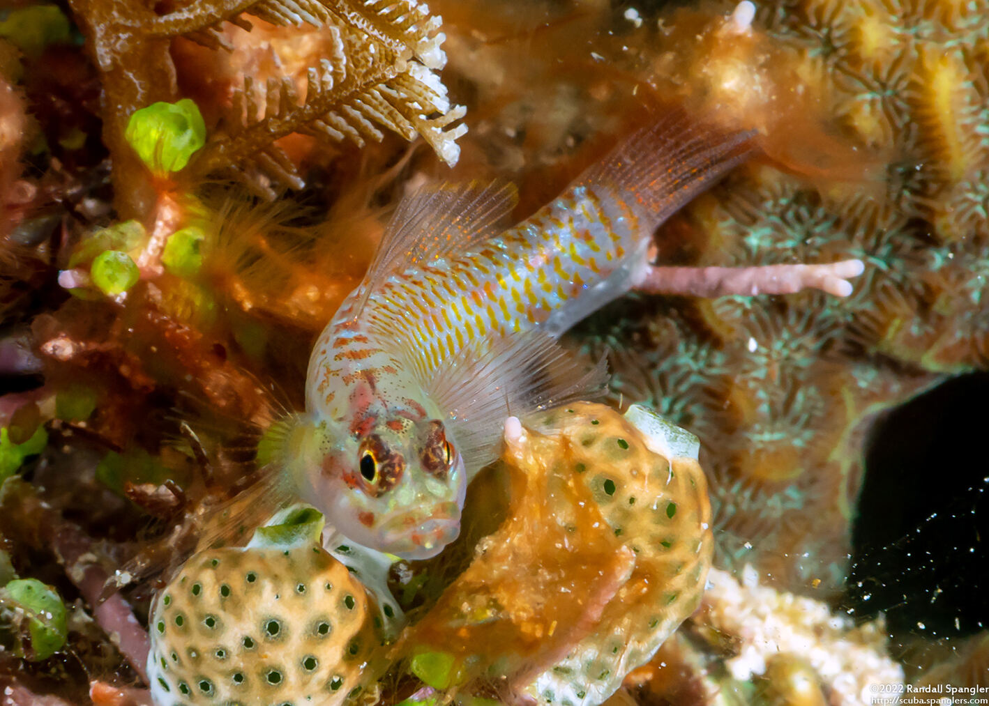 Eviota guttata (Whitestriped Dwarfgoby)