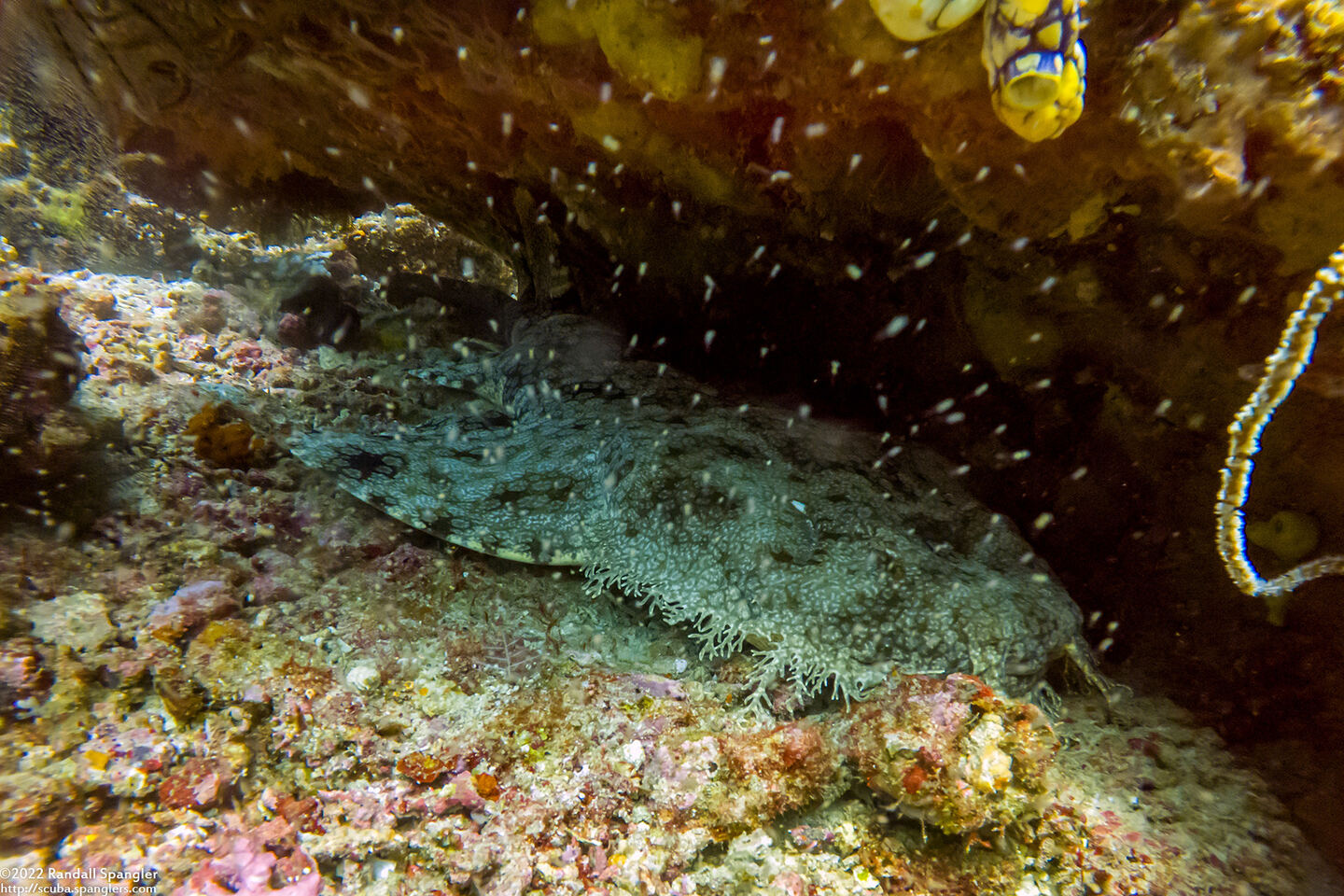 Eucrossorhinus dasypogon (Tasselled Wobbegong)