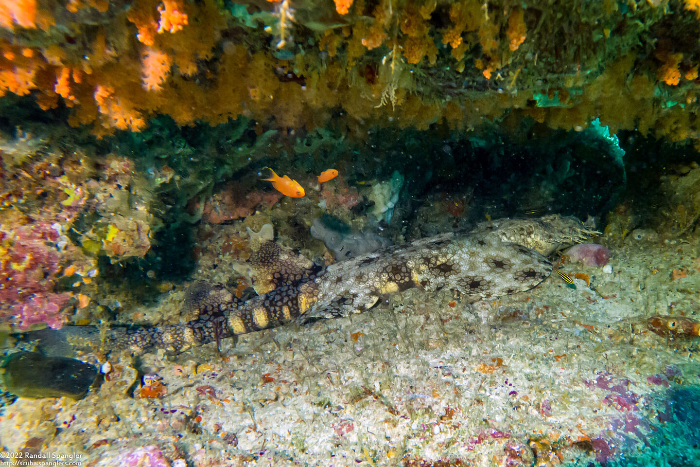 Eucrossorhinus dasypogon (Tasselled Wobbegong)