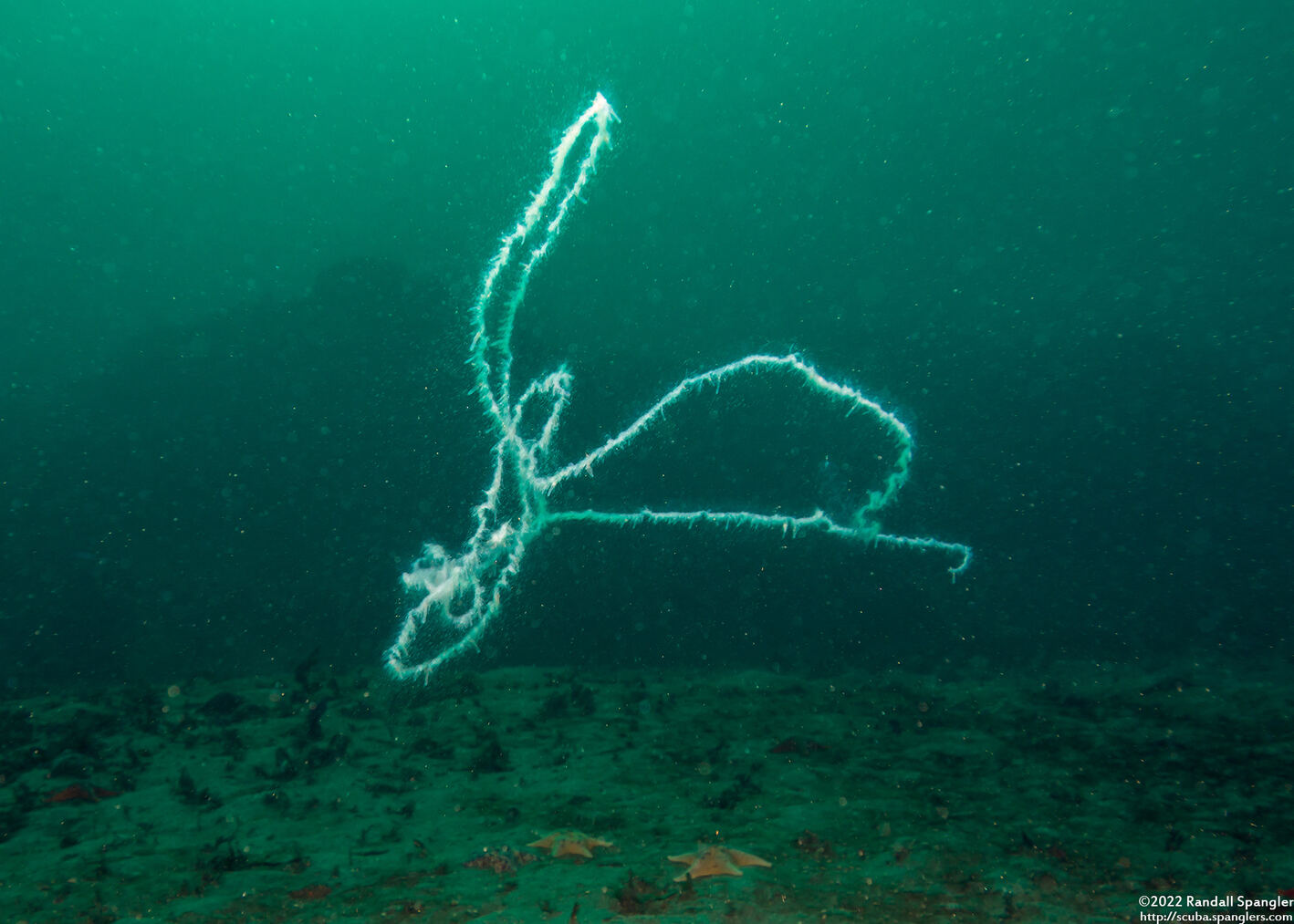 Apolemia uvaria (Apolemia Uvaria)