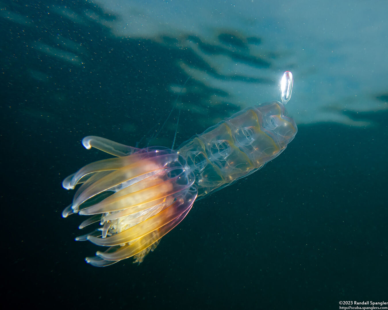 Physophora hydrostatica (Hula Skirt Siphonophore)