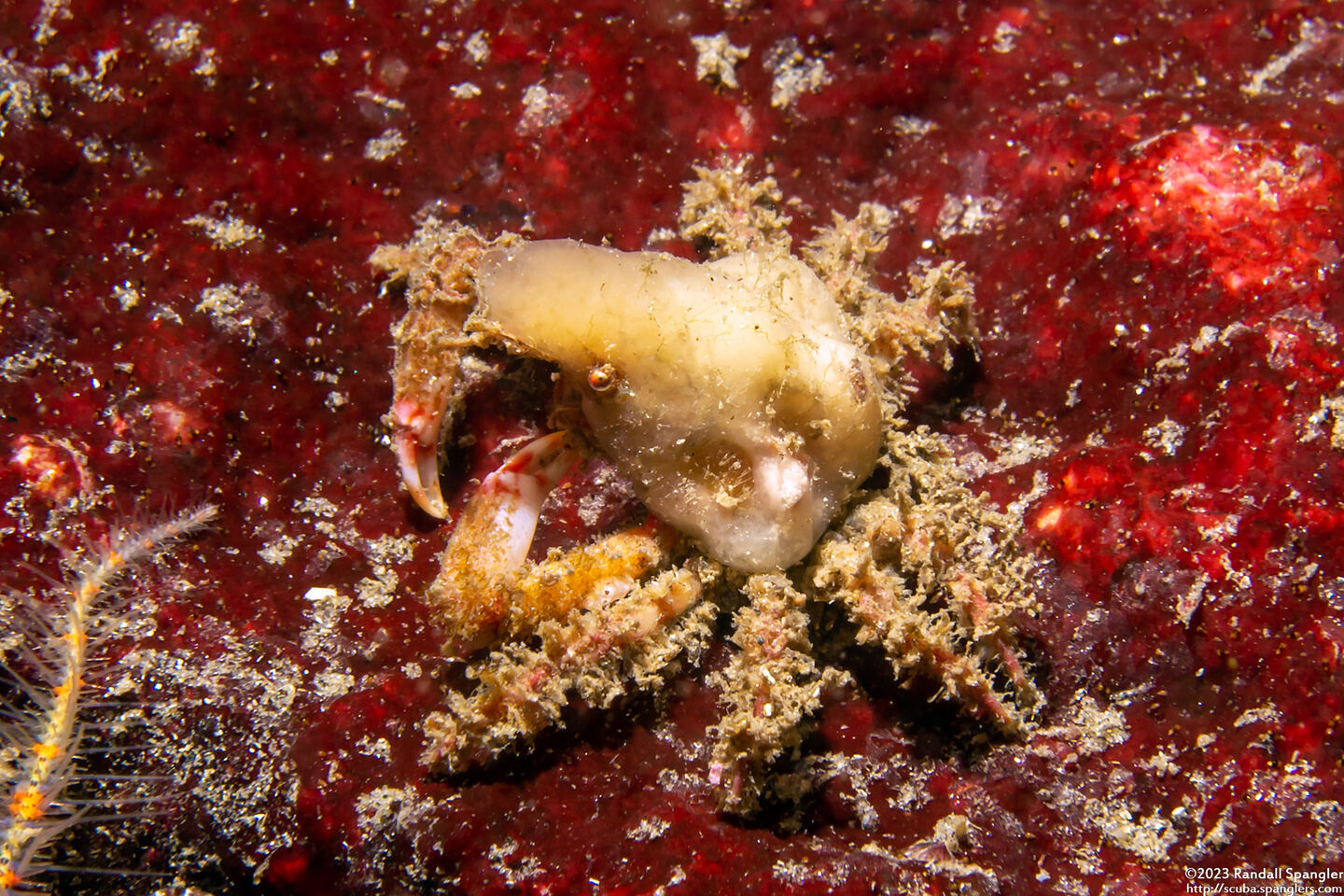 Scyra acutifrons (Sharpnose Crab)