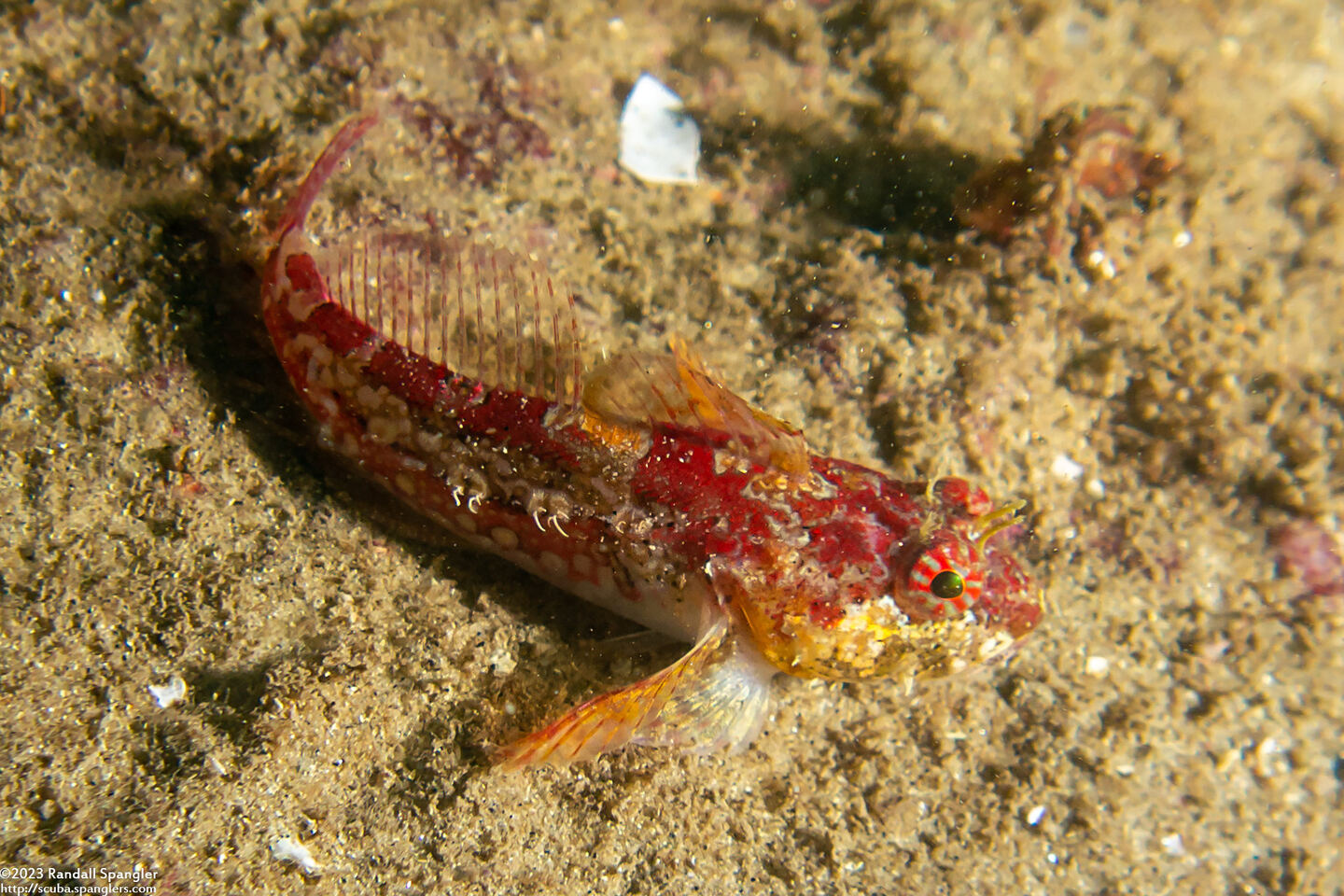 Artedius corallinus (Coralline Sculpin)