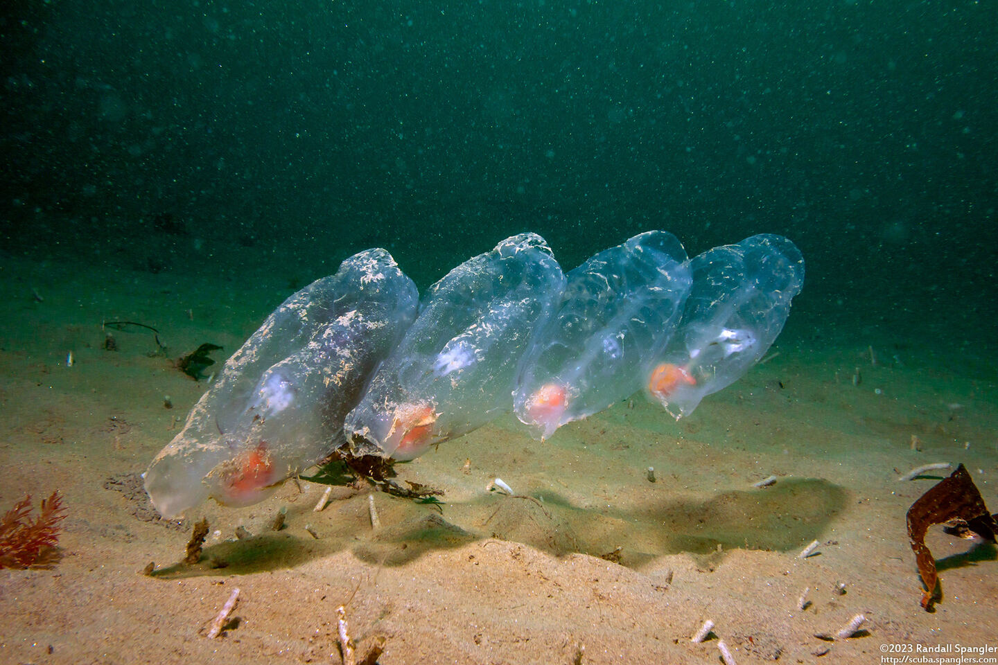 Thetys vagina (Pelagic Tunicate)