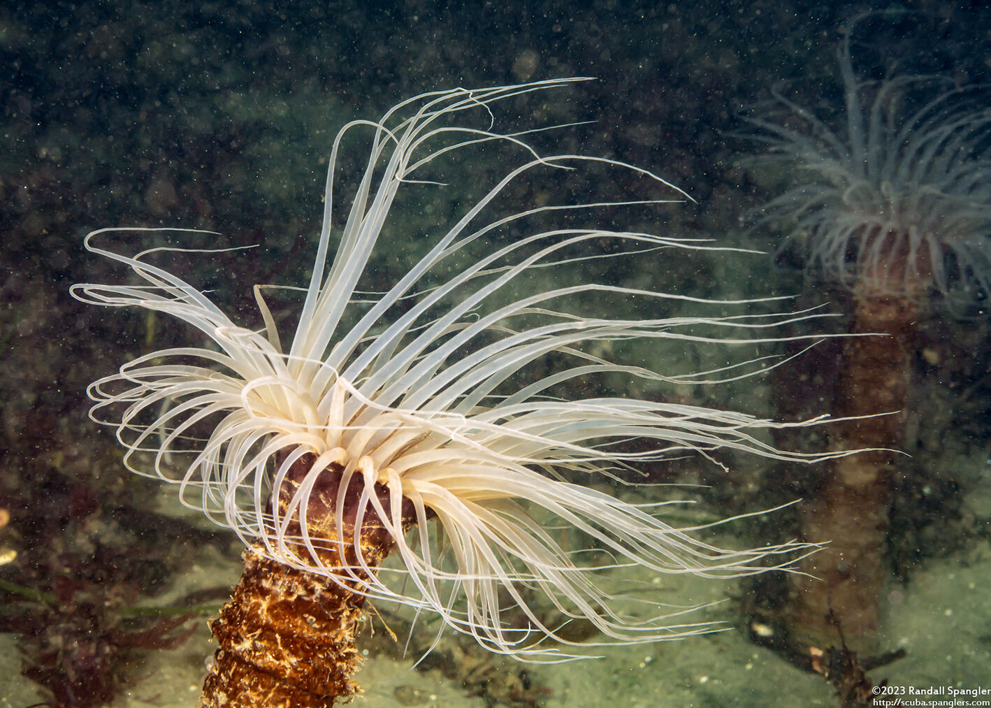 Pachycerianthus fimbriatus (Tube-Dwelling Anemone)
