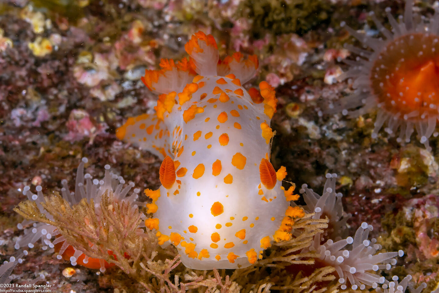 Triopha catalinae (Catalina Triopha)