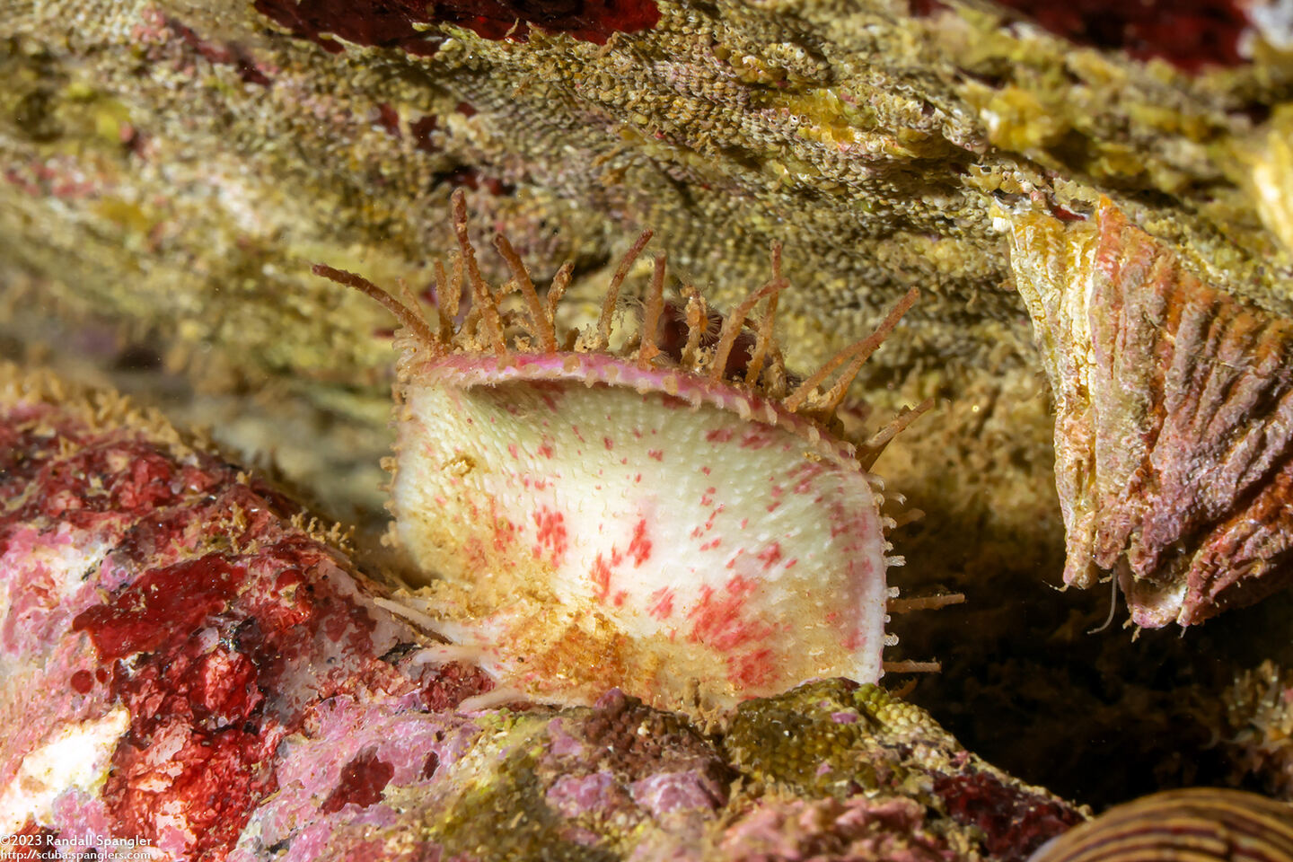 Placiphorella velata (Veiled Chiton)