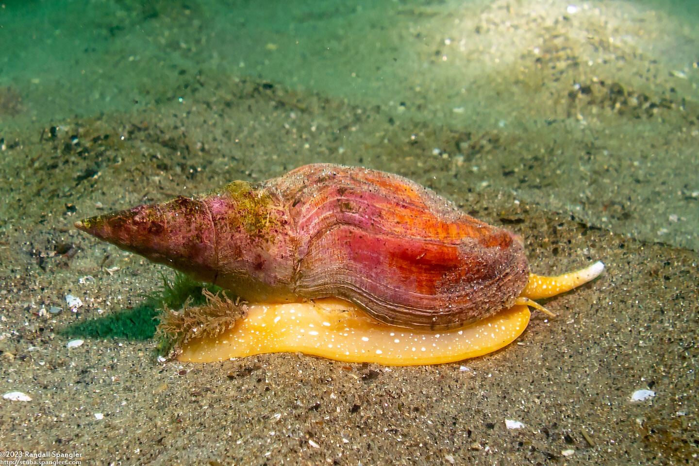 Megasurcula carpenteriana (Carpenter's Turrid)