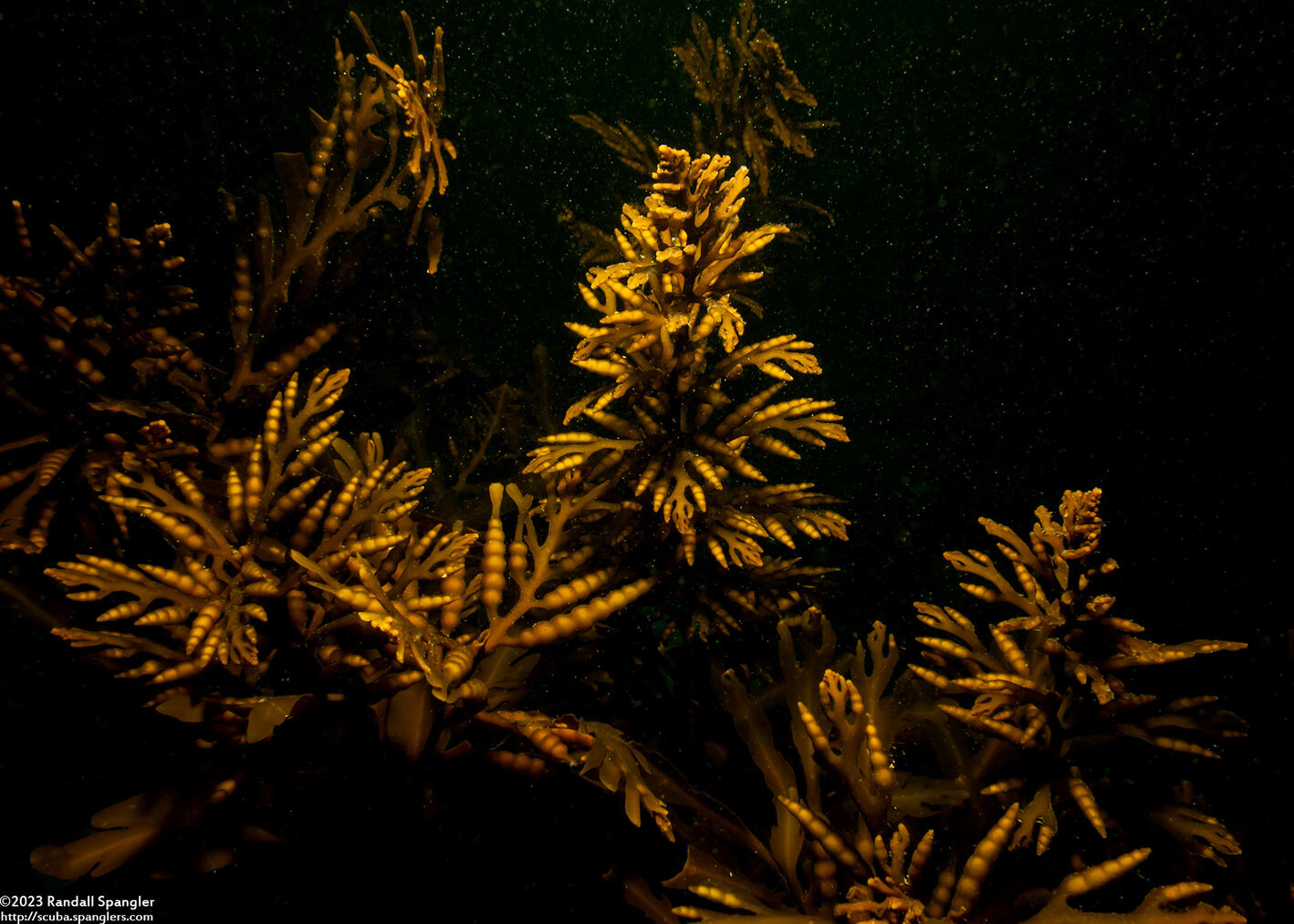 Stephanocystis osmundacea (Chain-Bladder Kelp)