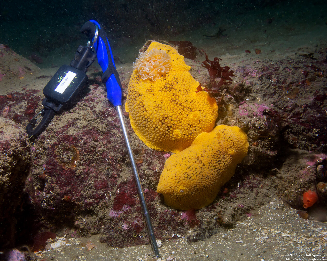 Peltodoris nobilis (Sea Lemon); Enormous sea lemons