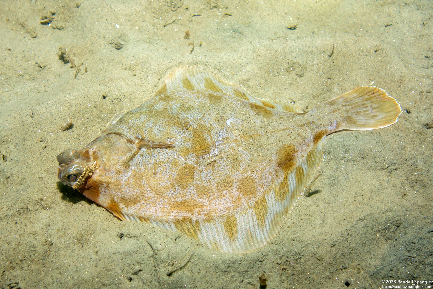 Pleuronichthys coenosus (C-O Sole)