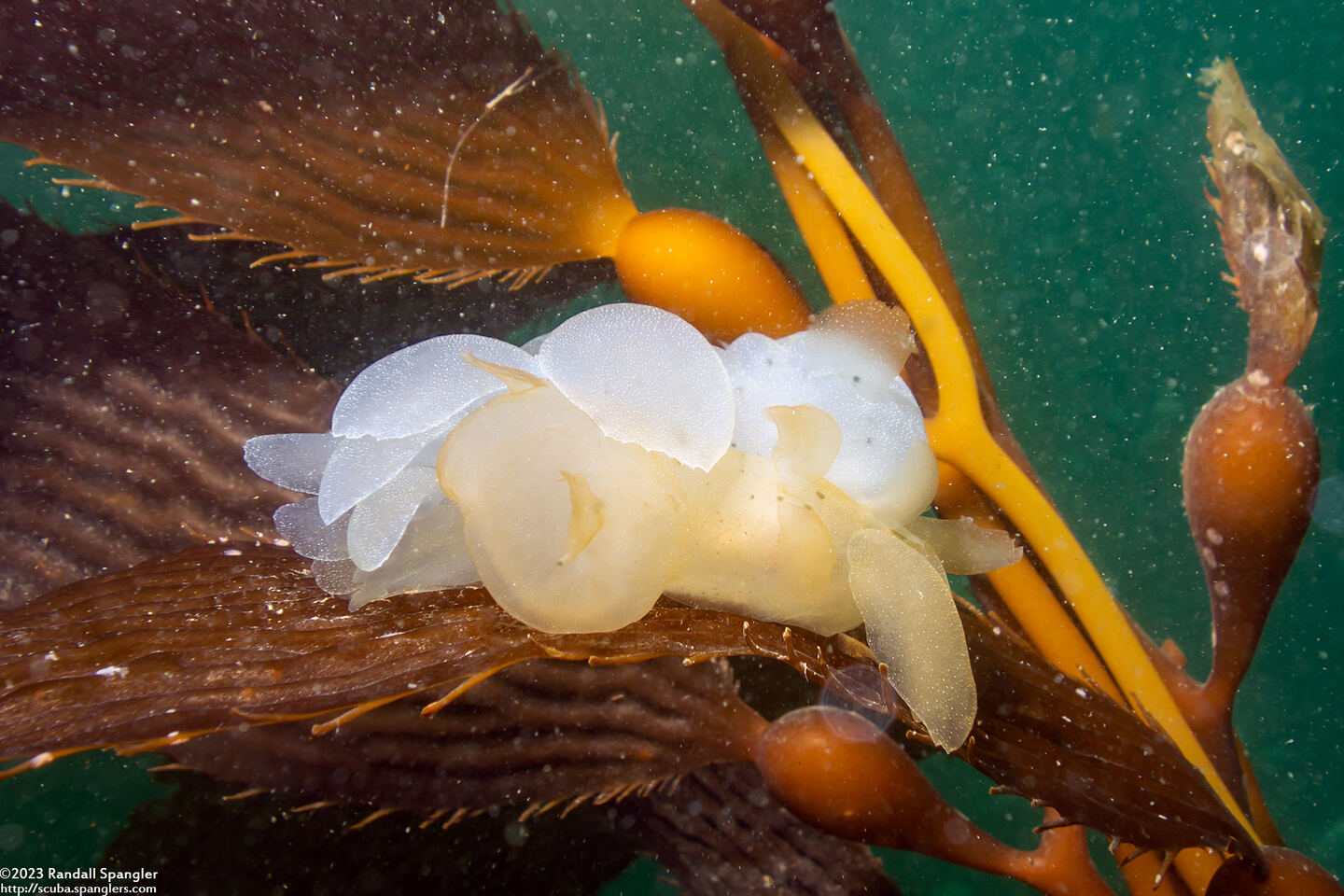 Melibe leonina (Lion's Mane Nudibranch); Mating