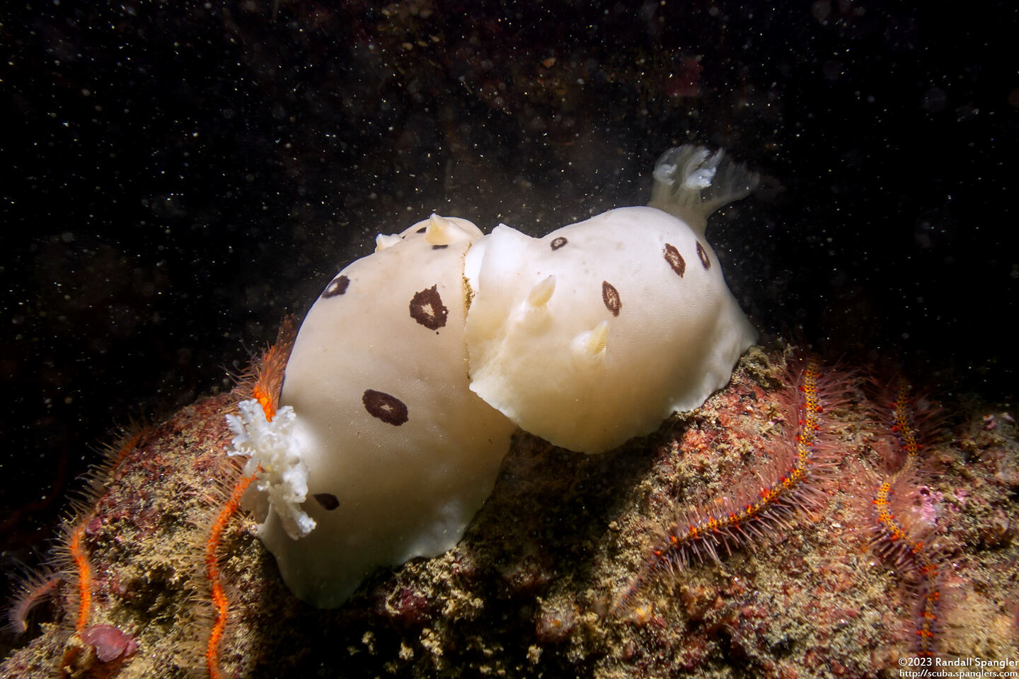 Diaulula sandiegensis (San Diego Dorid)