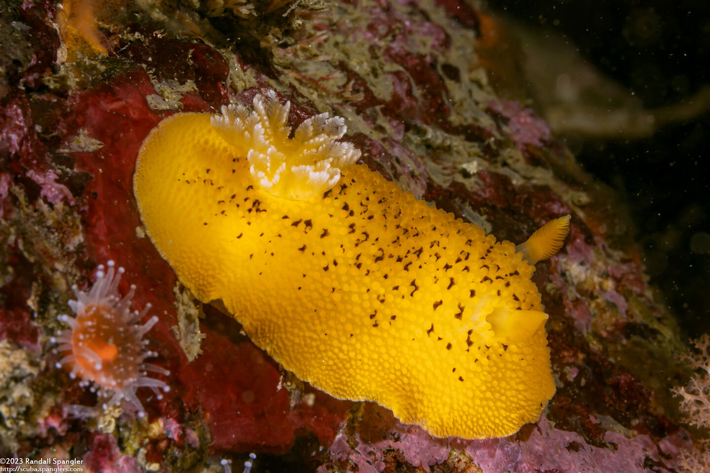 Peltodoris nobilis (Sea Lemon)