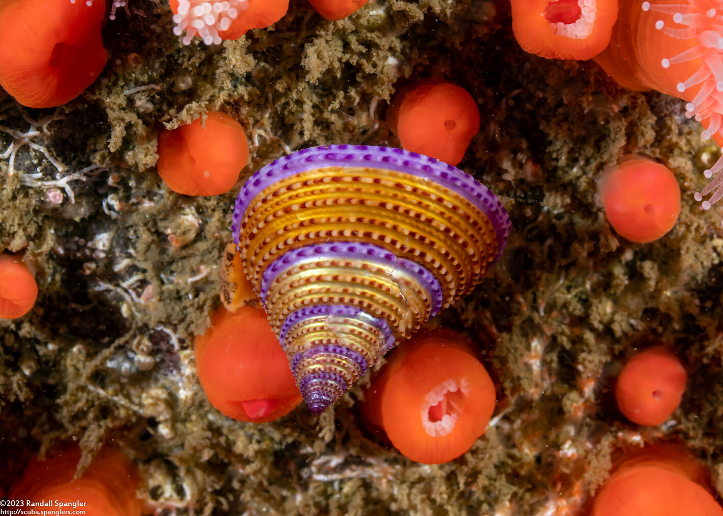 Calliostoma annulatum (Blue-Ring Top Snail)