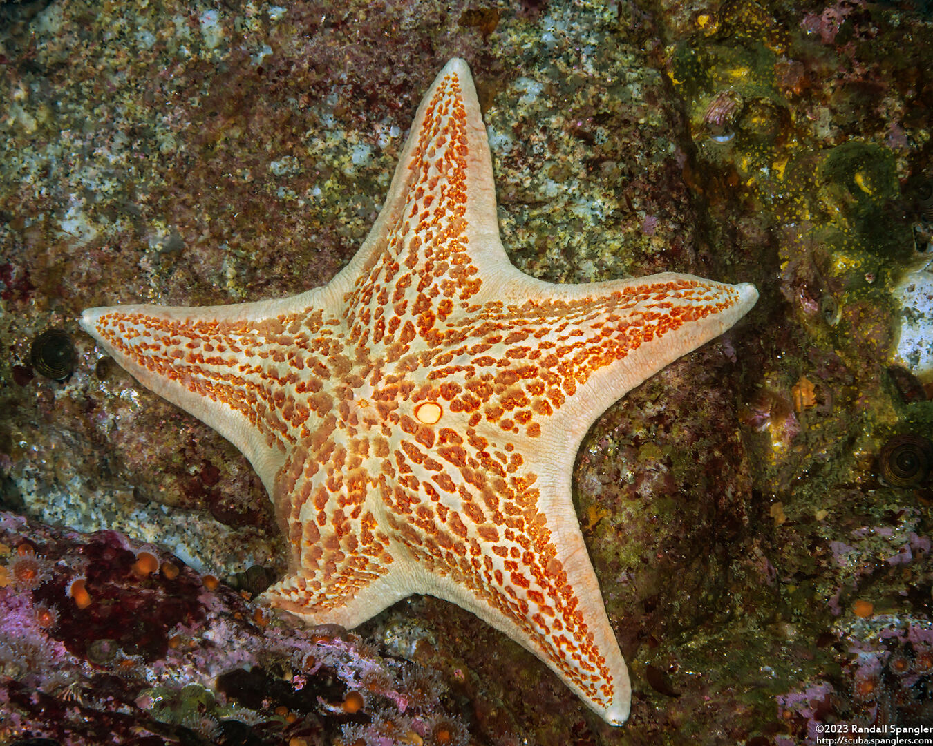 Dermasterias imbricata (Leather Star)