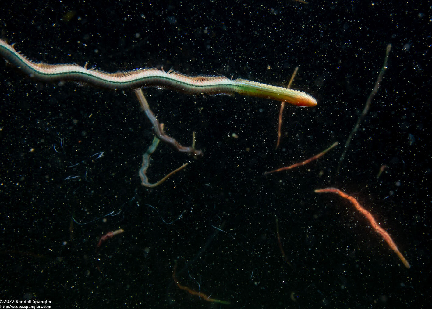 Nereidinae sp.1 (Nereidinae sp.1)