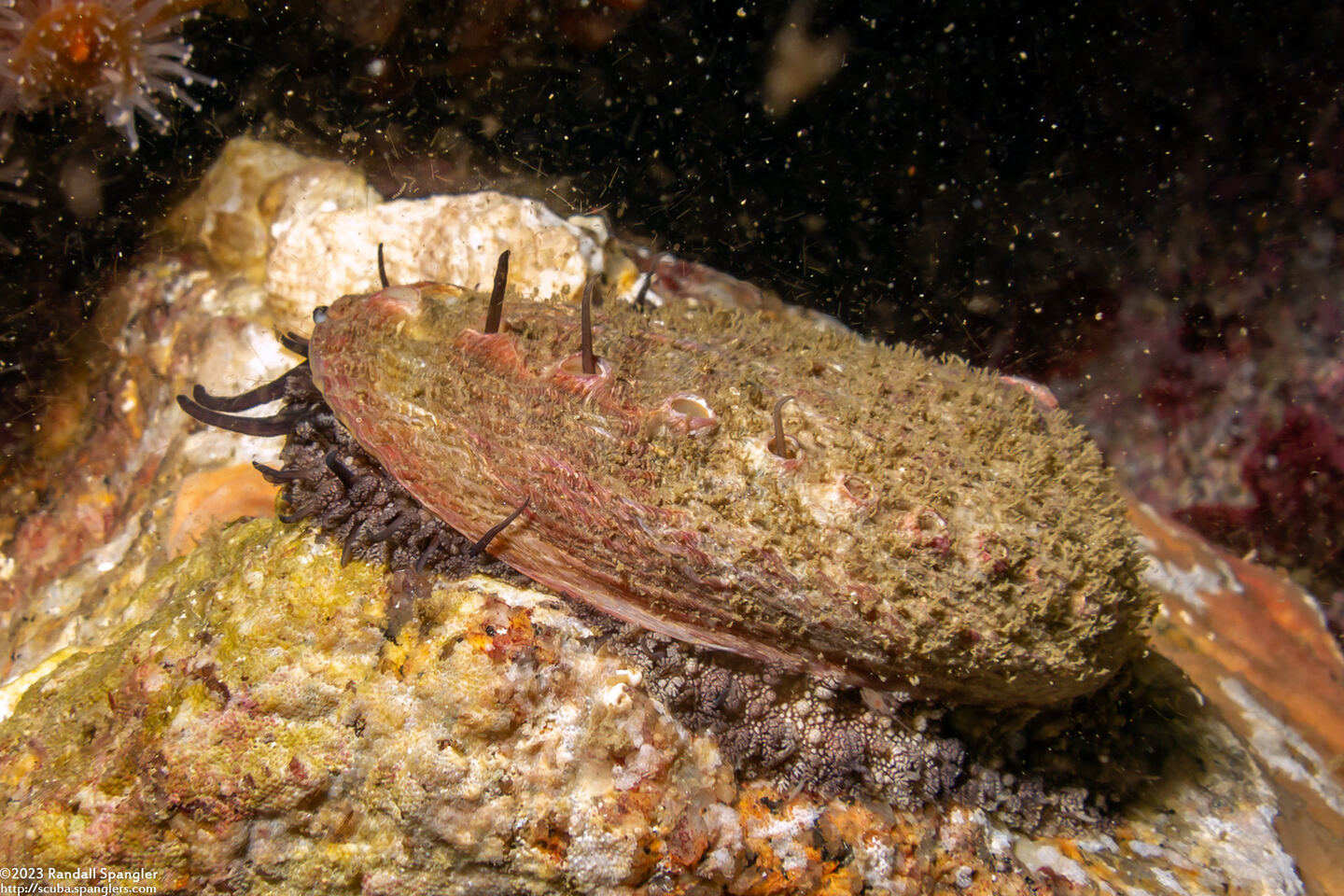 Haliotis walallensis (Flat Abalone)