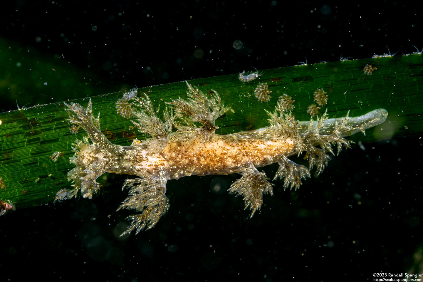 Dendronotus venustus (Branched Dendronotus)