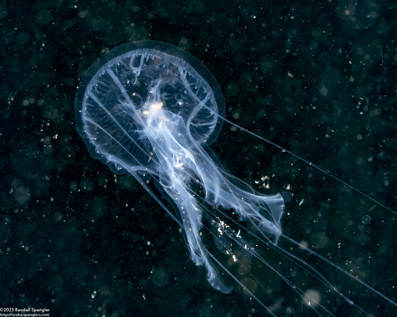 Phacellophora camtschatica (Egg-Yolk Jelly)