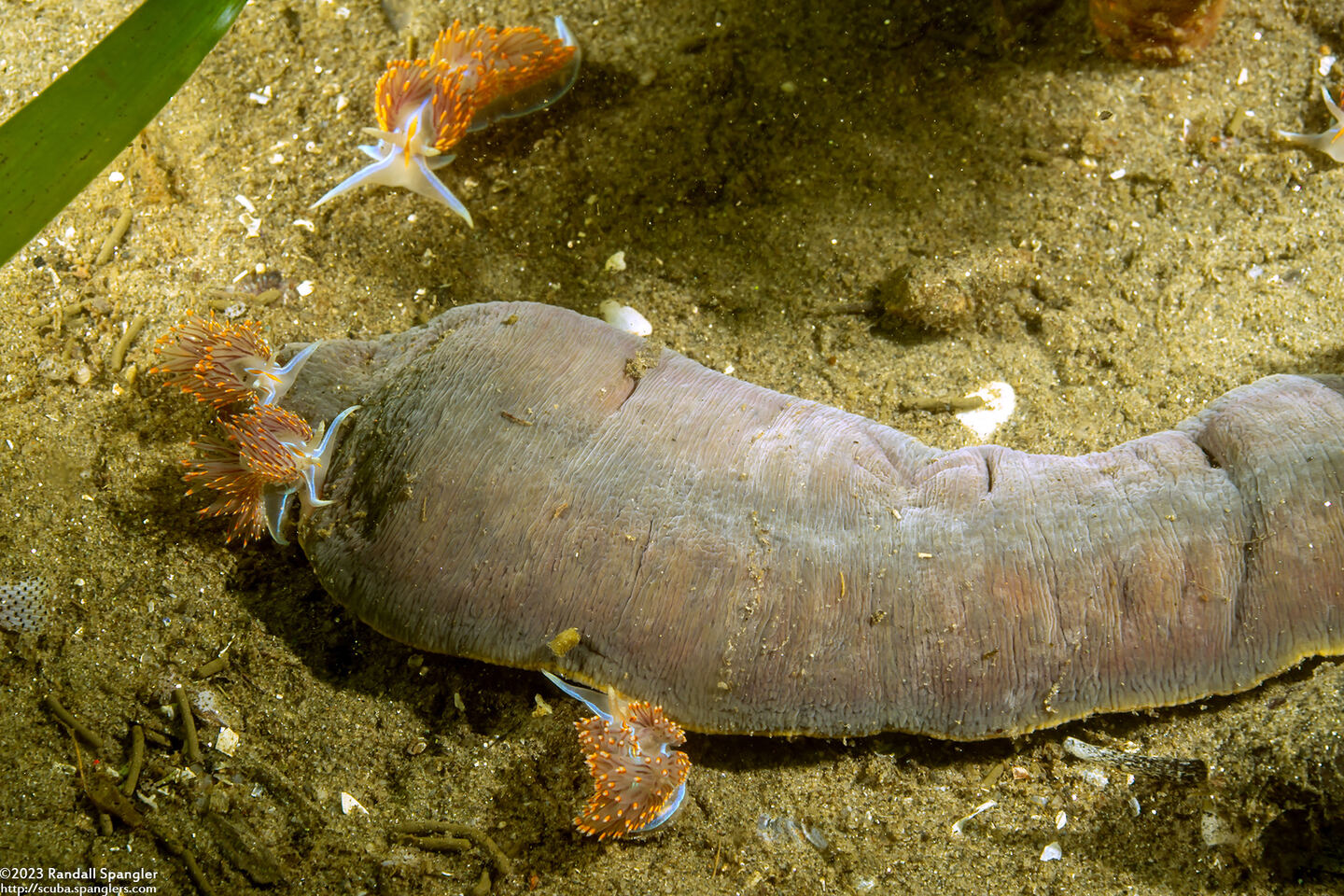 Hermissenda opalescens (Opalescent Nudibranch); Nudibranchs eating a ribbon worm
