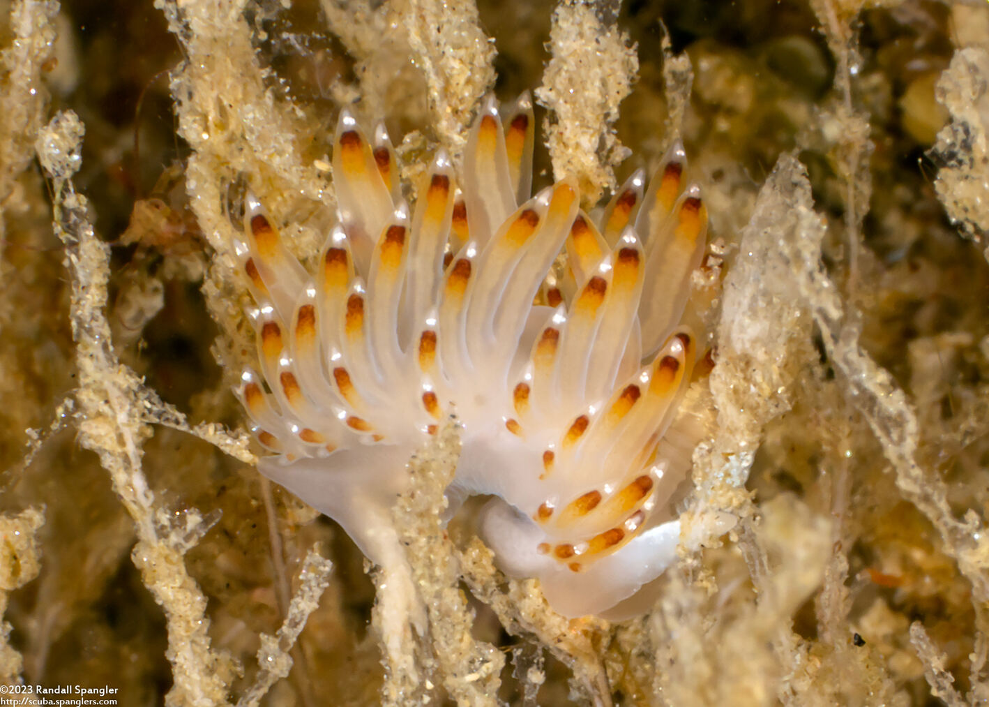 Apata pricei (Price's Aeolid)