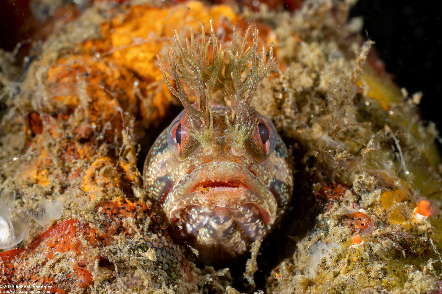 Neoclinus stephensae (Yellowfin Fringehead)