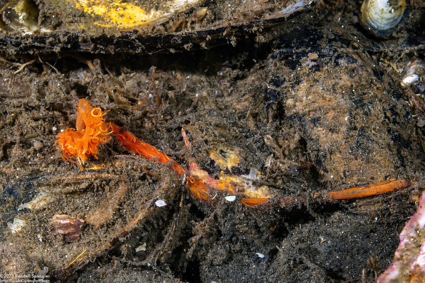 Cirriformia sp.1 (Cirriformia sp.1)