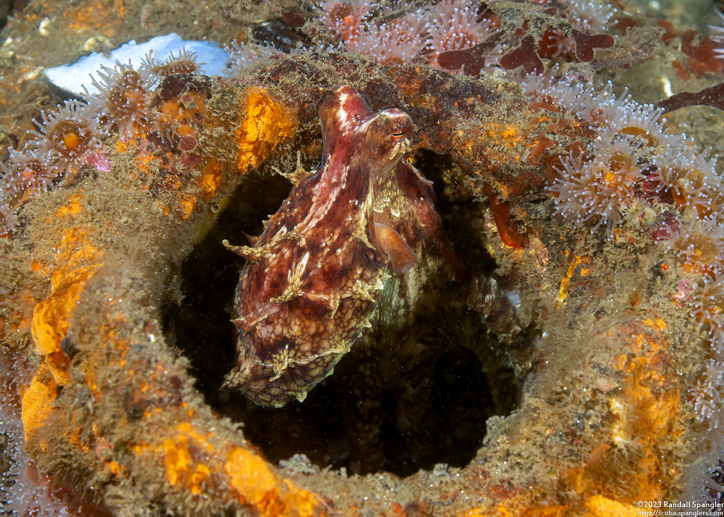 Octopus rubescens (Red Octopus)