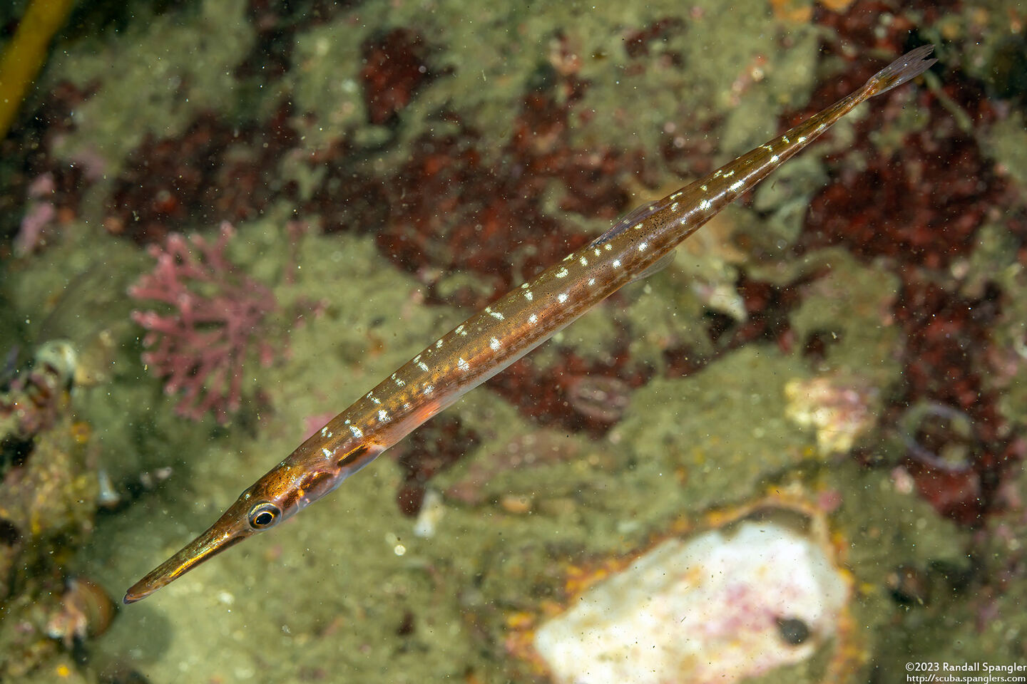 Aulorhynchus flavidus (Tubesnout)