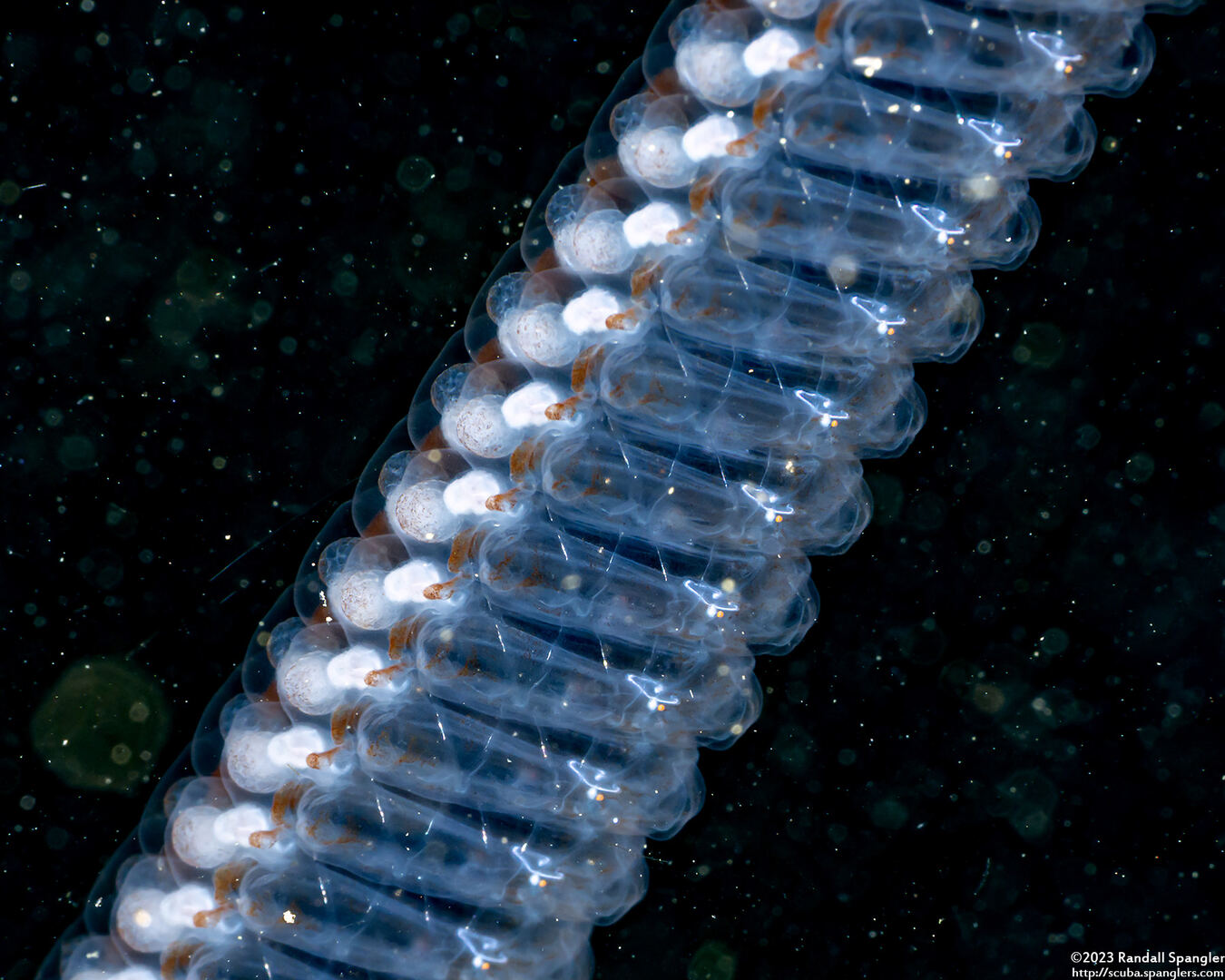 Salpa fusiformis (Common Salp)