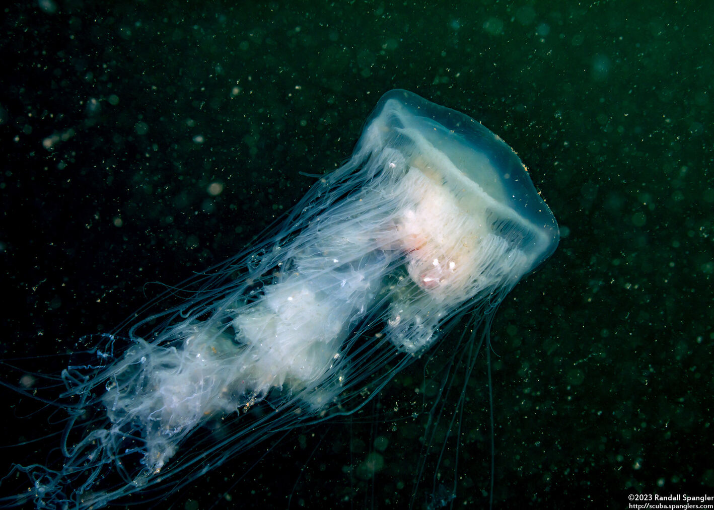 Phacellophora camtschatica (Egg-Yolk Jelly)