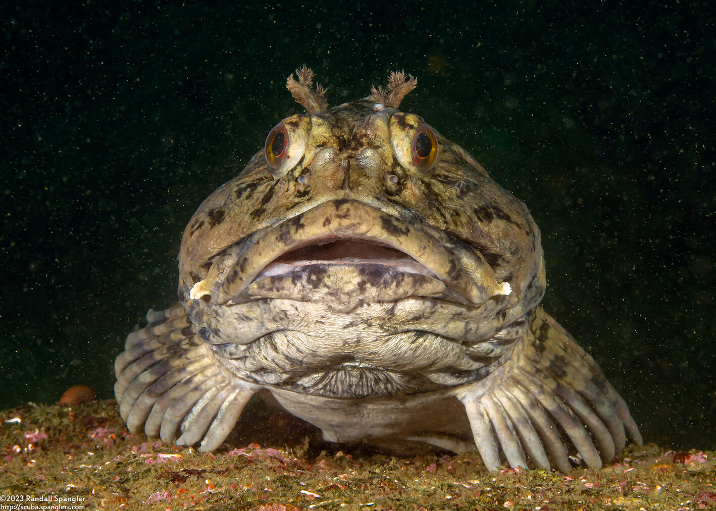 Scorpaenichthys marmoratus (Cabezon)