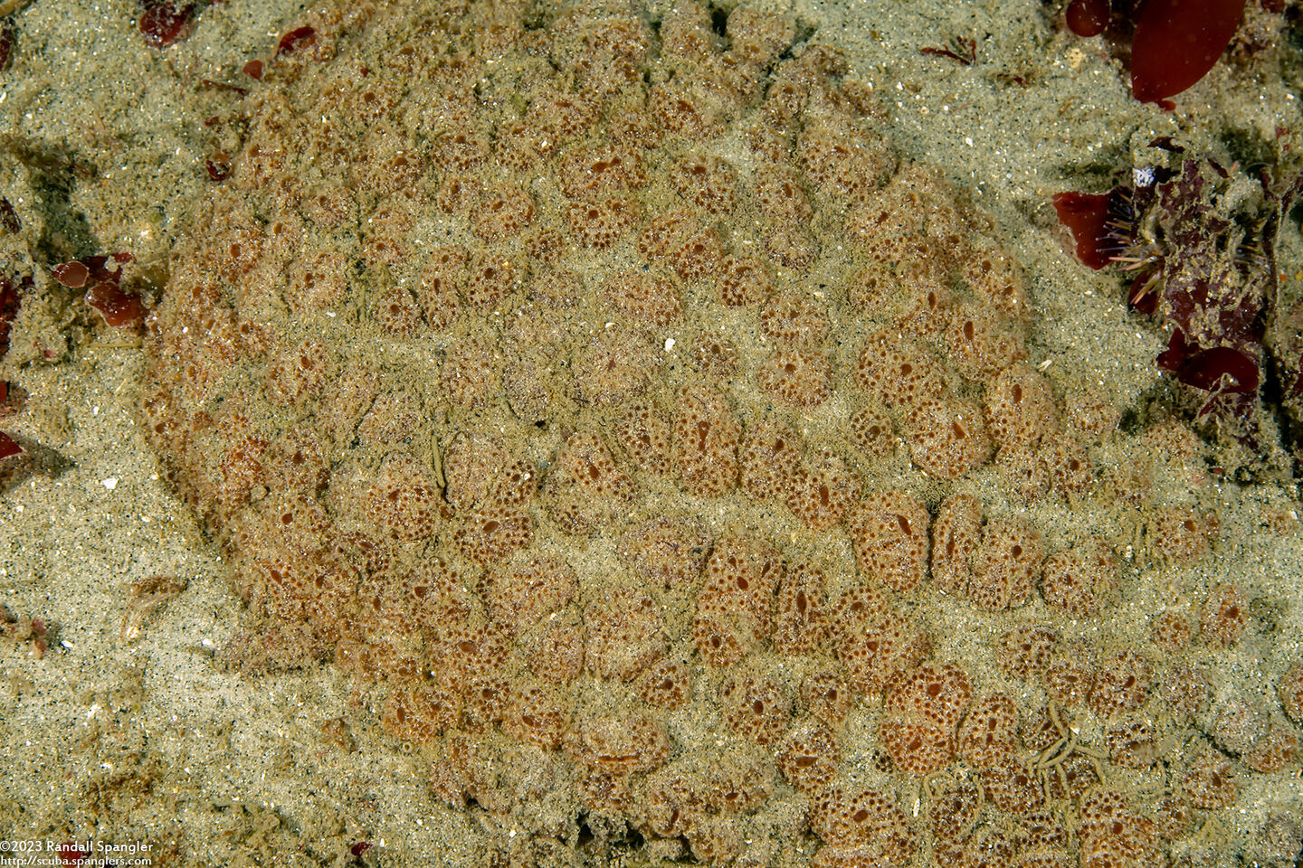 Ritterella pulchra (Ritterella Pulchra)