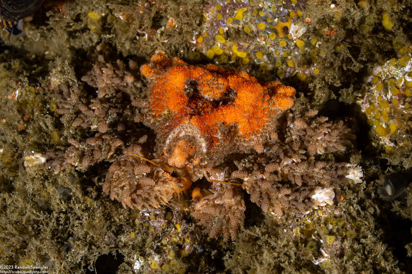 Phyllolithodes papillosus (Heart Crab)