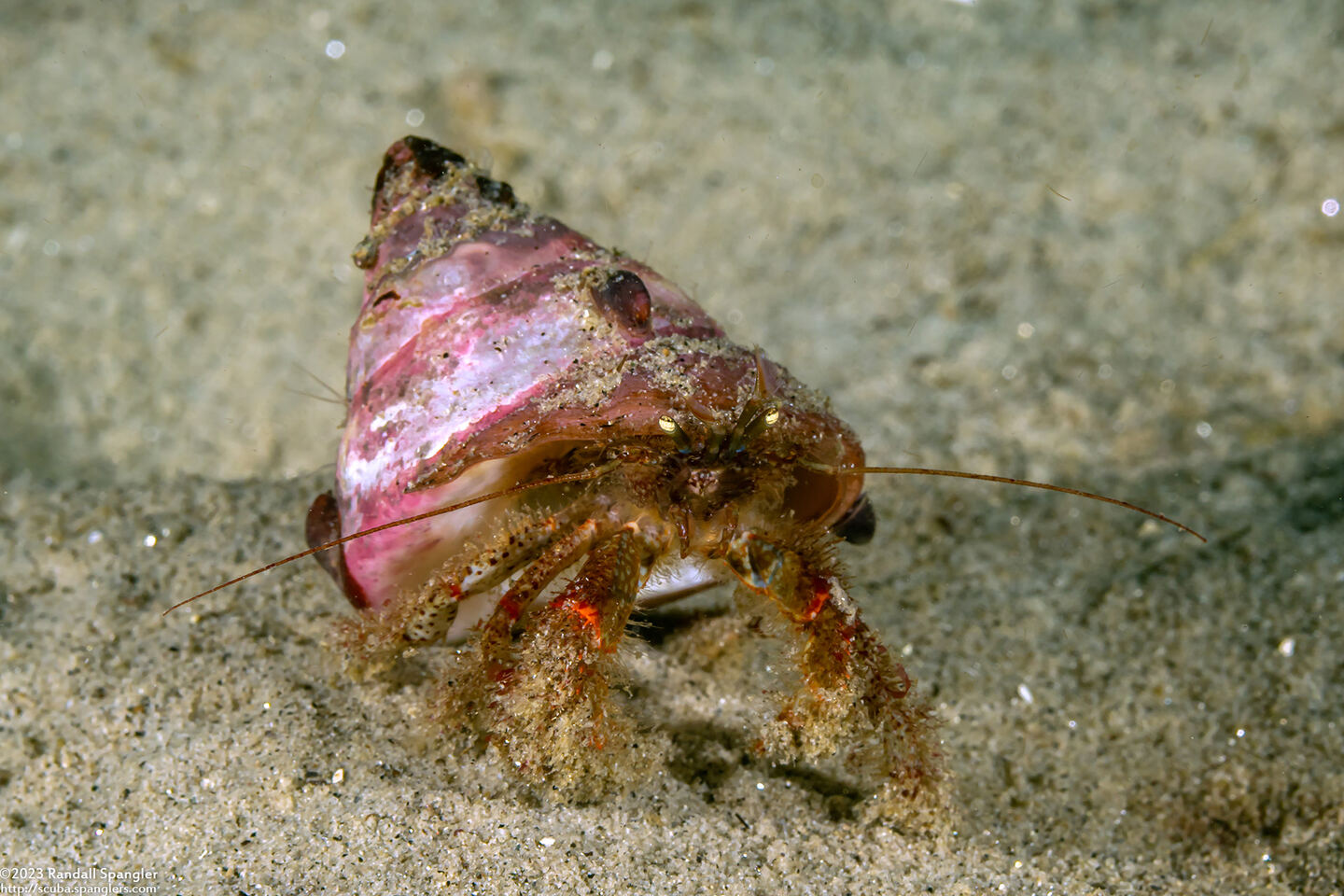 Pagurus beringanus (Bering Hermit Crab)