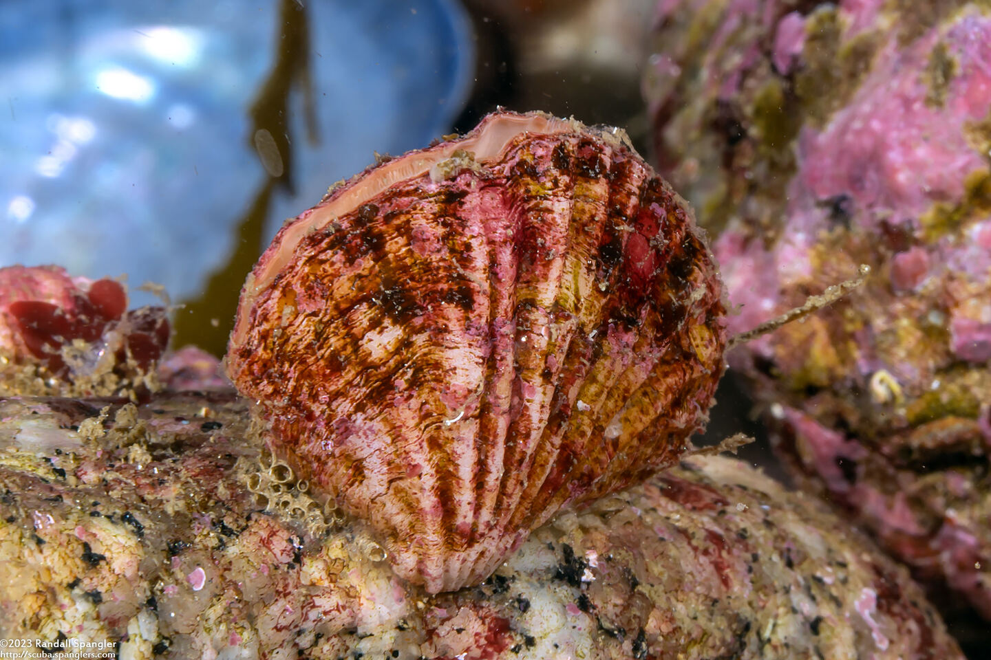 Terebratalia transversa (Common Lampshell)