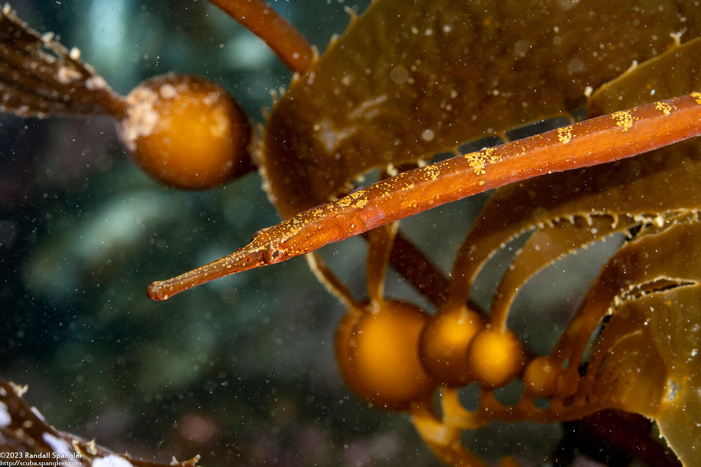 Syngnathus leptorhynchus (Bay Pipefish)