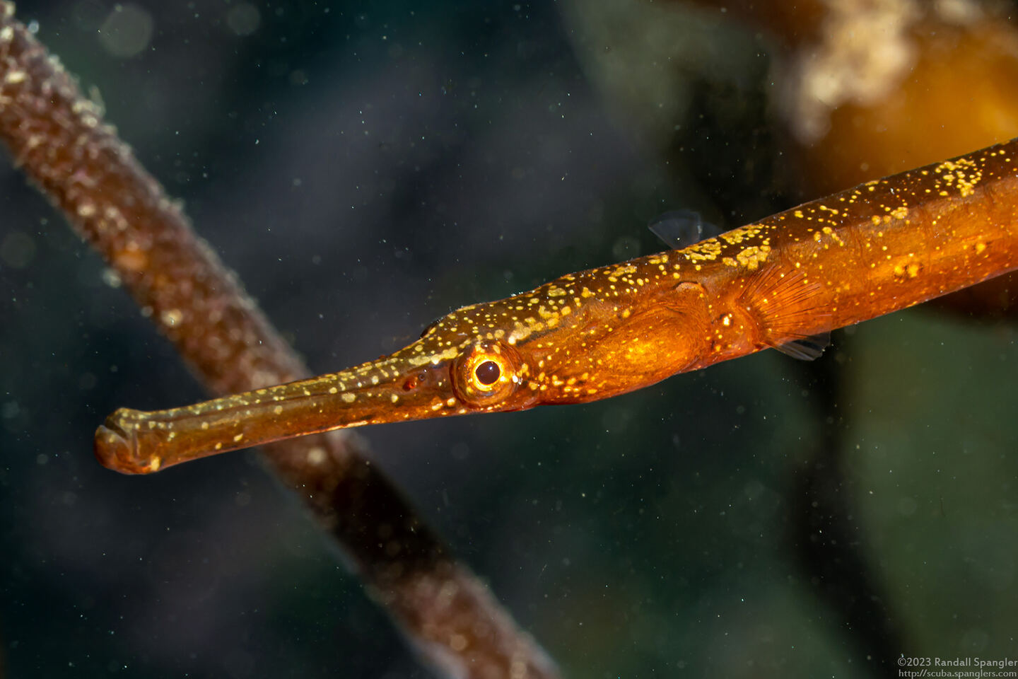 Syngnathus leptorhynchus (Bay Pipefish)