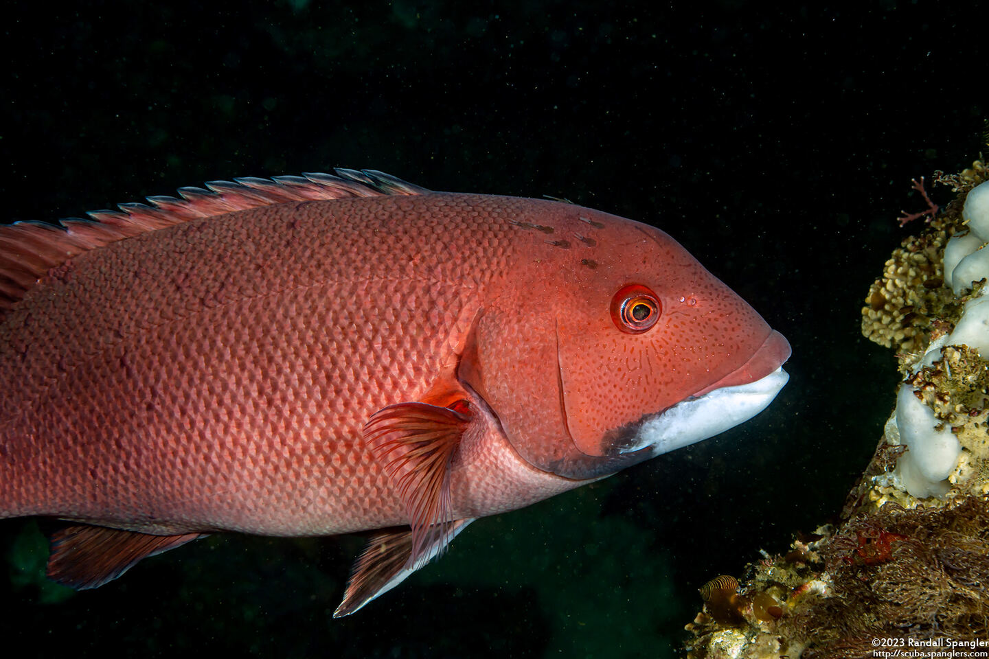 Semicossyphus pulcher (California Sheephead)