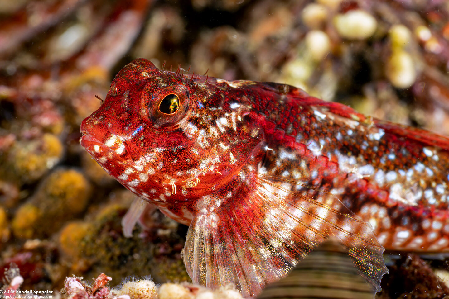 Orthonopias triacis (Snubnose Sculpin)
