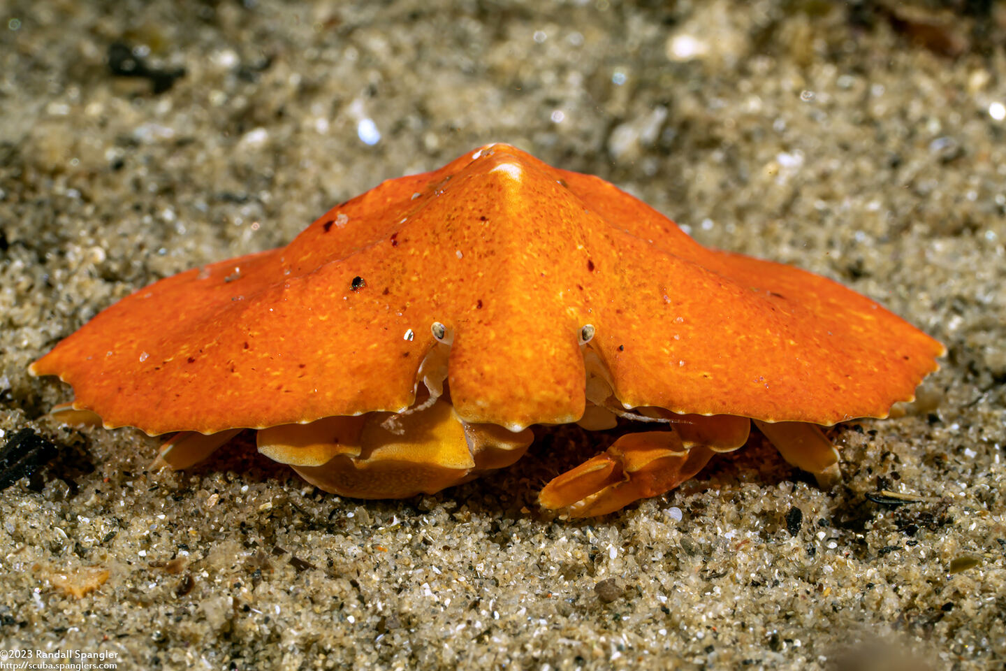 Cryptolithodes typicus (Butterfly Crab)